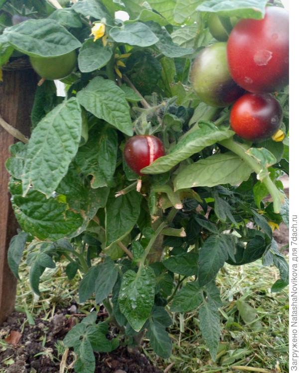 малявки спеют по маленьку