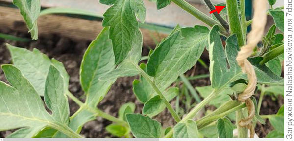 мне кажется из этого пасынка можно вырастить стебель.