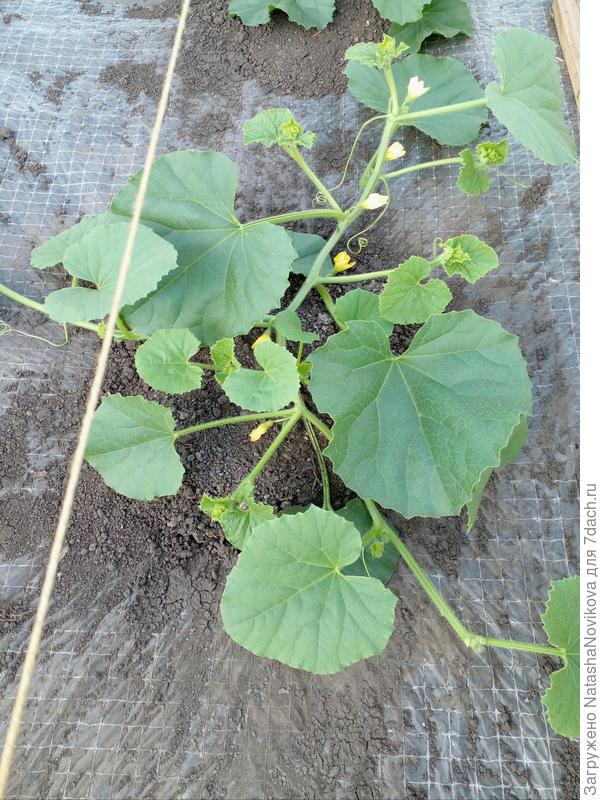 здесь центральный побег прищипнула, но всё равно одни пустоцветырядке пустоцветы