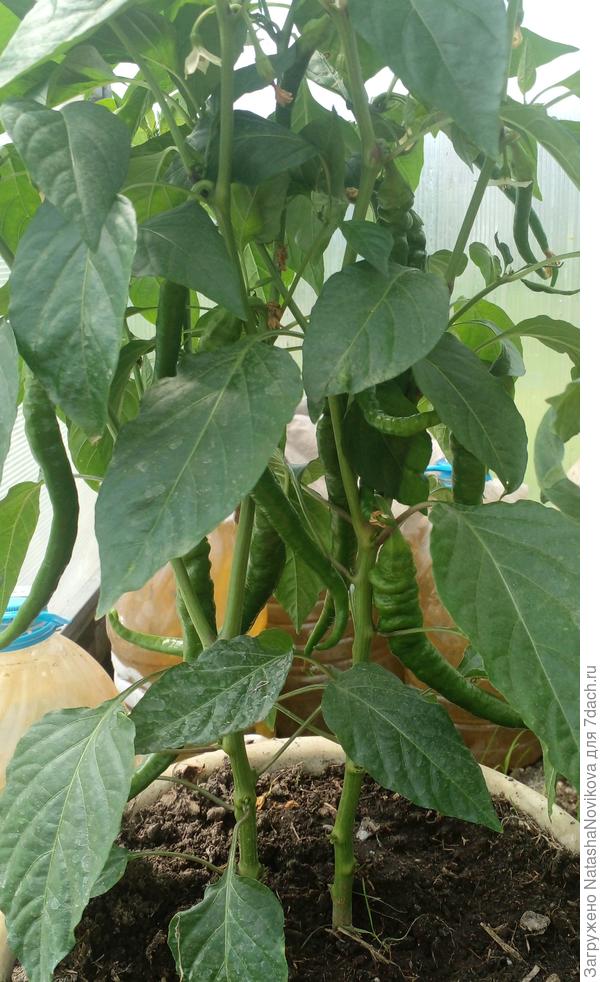 острому перчику ох как тесно в 9 -ти л горшке