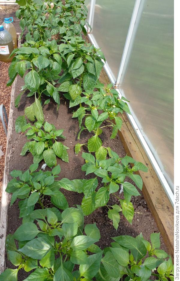 перцы жарятся на солнце....