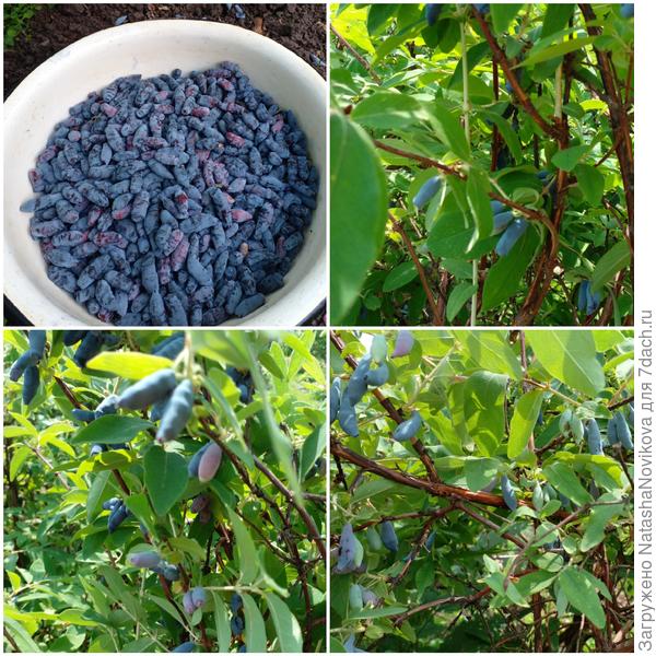 ягода осыпается, третий день собираю по 5 л, на бОльшее сил не хватает, очень жарко