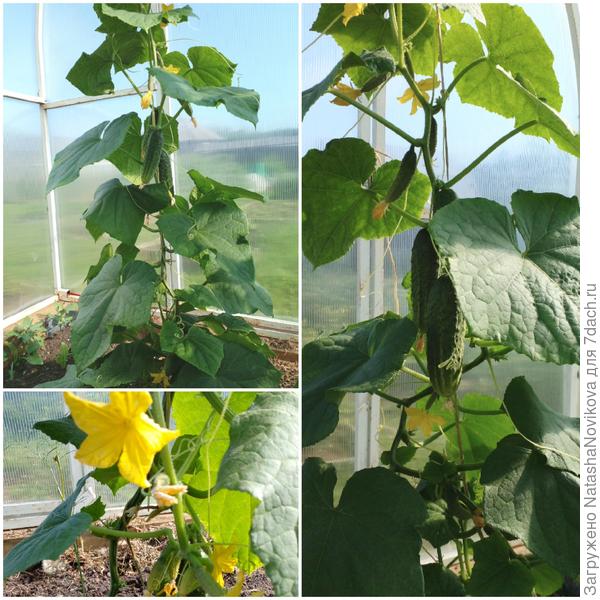 огурчики плодоносят, в конце июня посею для консервации