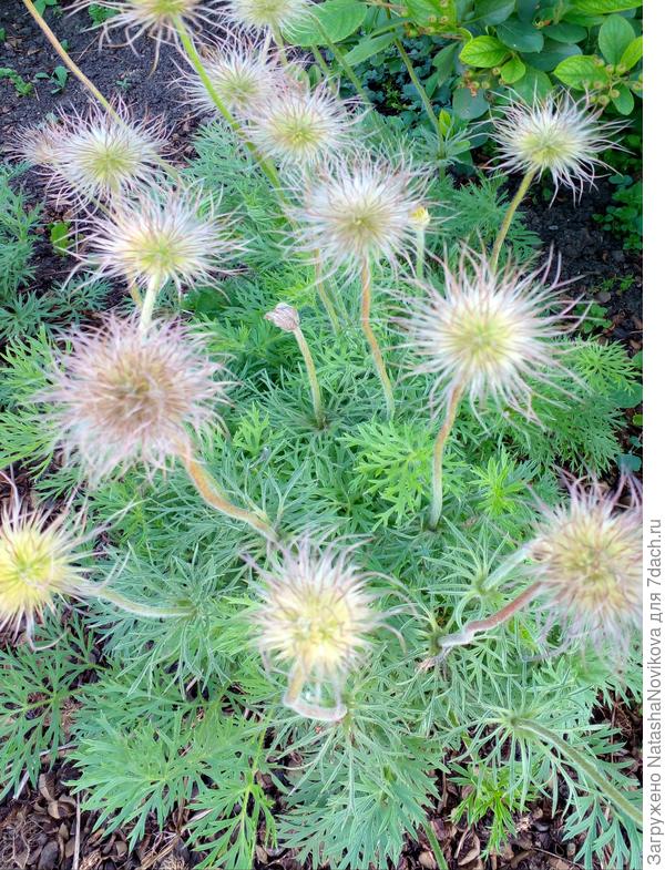 очаровашки - милашки