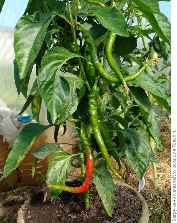 &quot;пламя дракона&quot; начинает созревать