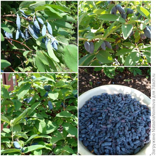 мне уже хватит ягодок, а дроздов нынче нет от слова &quot;совсем&quot;, что с ними случилось? не понятно, может с экологией чего нить