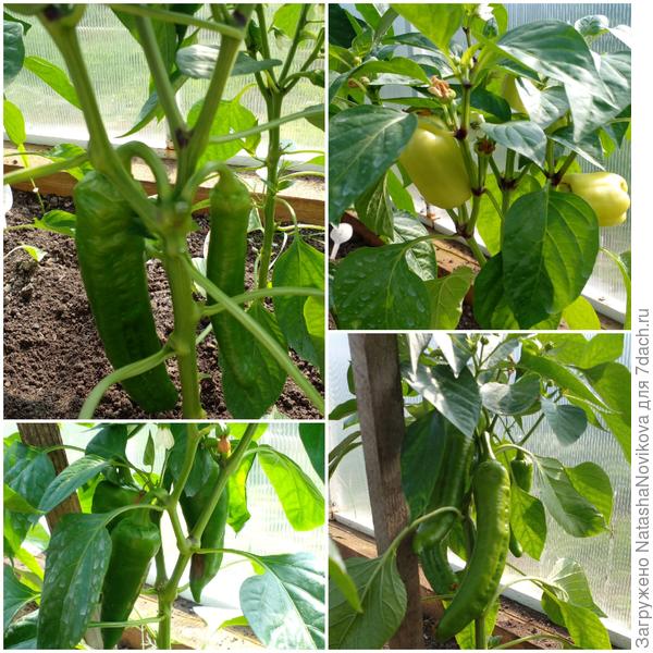 перчикам ещё рано, но наливаются