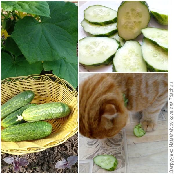 Маркиз любит огурчики, надкусит кружочек и лапой прижмёт пока другой ест