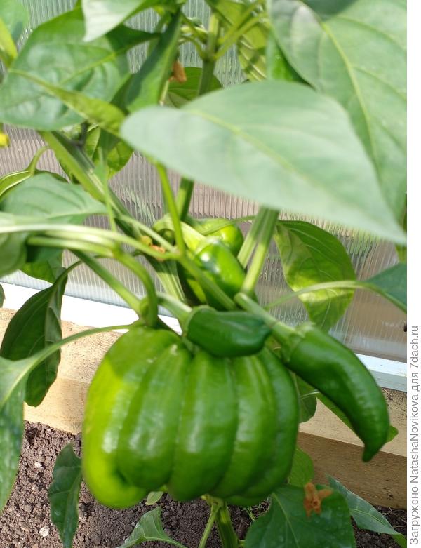 вот такое недоразумение выросло из коронного цветка на перце, совершенно не соответствует гибриду &quot;стопудовый&quot;