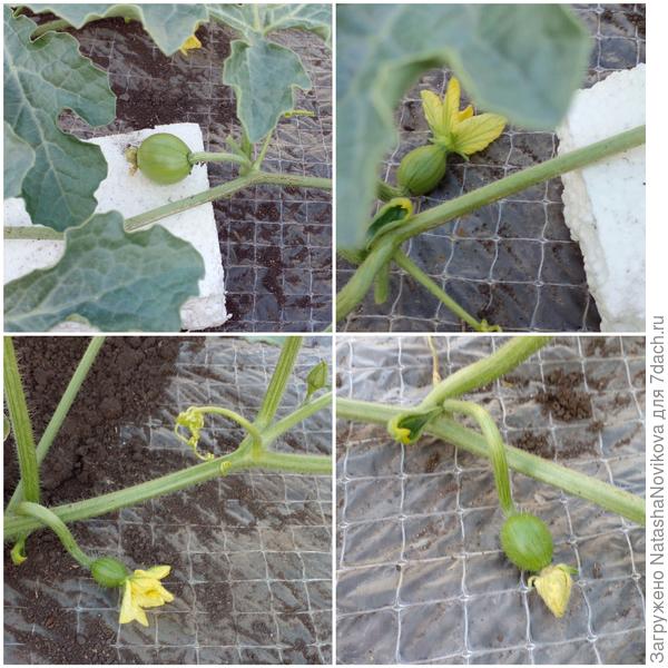 внизу слева новенькая завязь