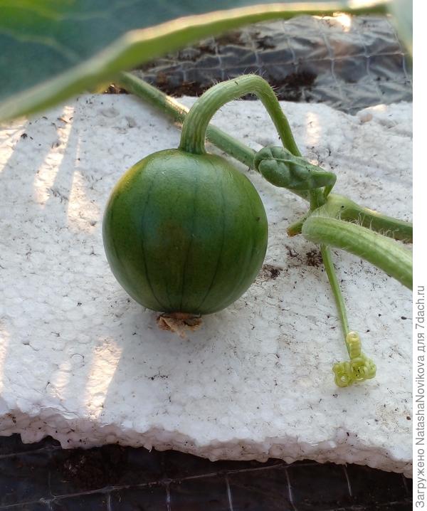 первенец подрос за сутки