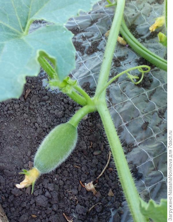 вчерашняя завязь пока живая