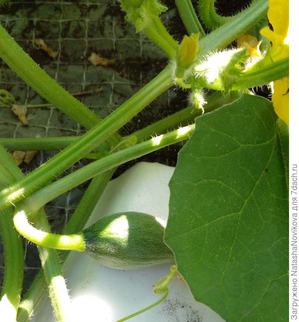 завязи двое суток