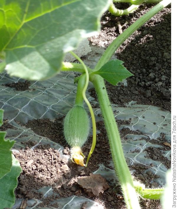 суточная завязь