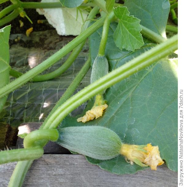 хоть бы не засохли