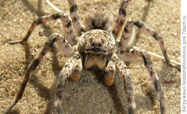 похожий паук, но мой вроде плоским был, а этот высокий