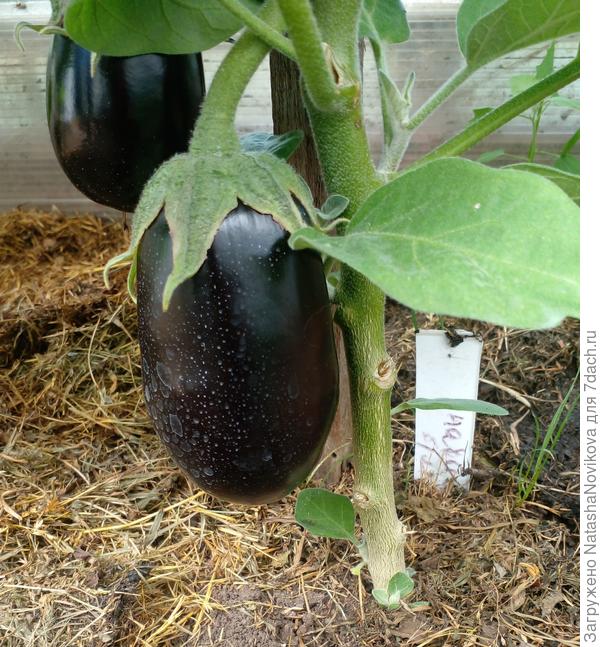 куст выращенный без микоризы