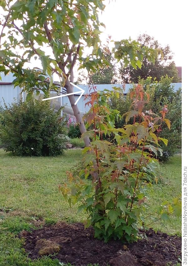 ветку толстую спиливать?