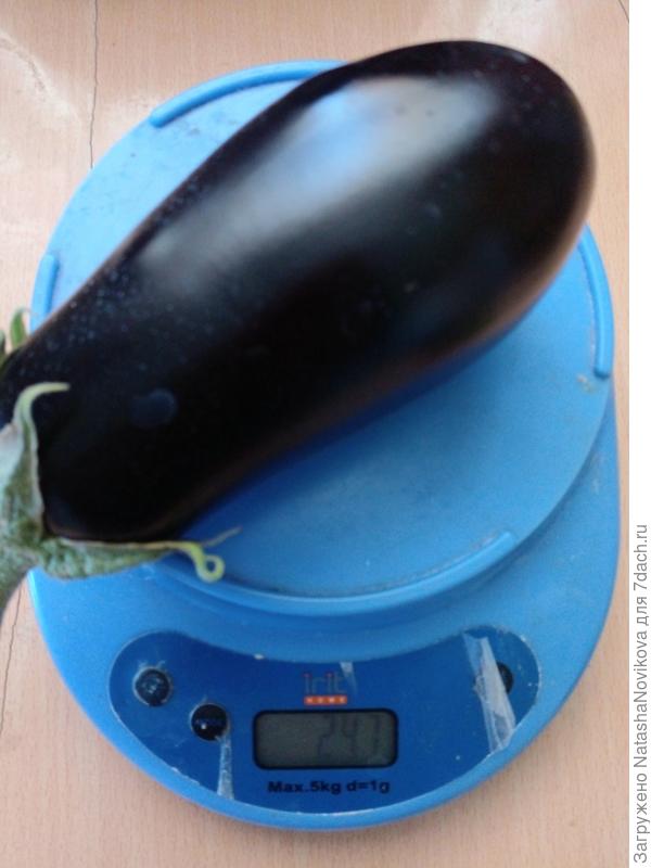 баклажан с куста на микоризе