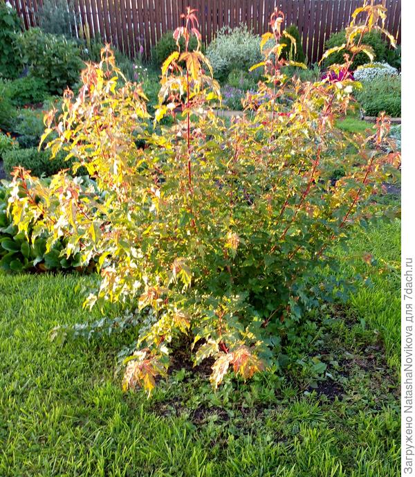 кустовым рос таким, тонкие веточки постоянно лежали на земле