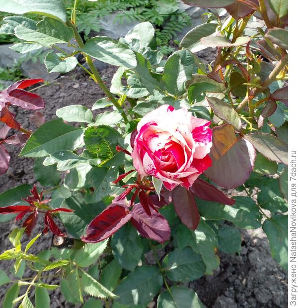 пинк интуишн в прошлом году цвела без перерыва