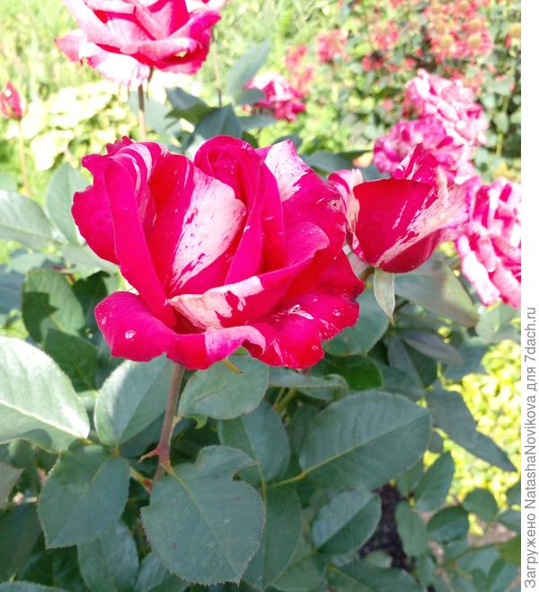 трудяга, цвела с июня до сентября