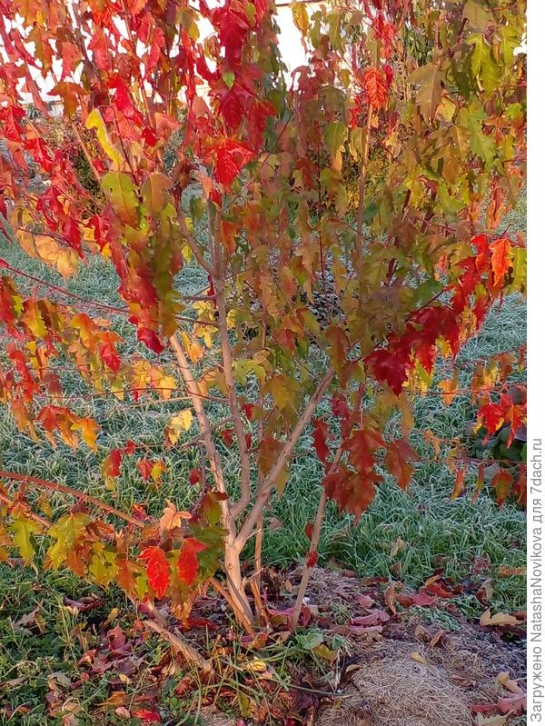 осенью 2023 года был таким, потом я тонкие веточки от земли вырезала