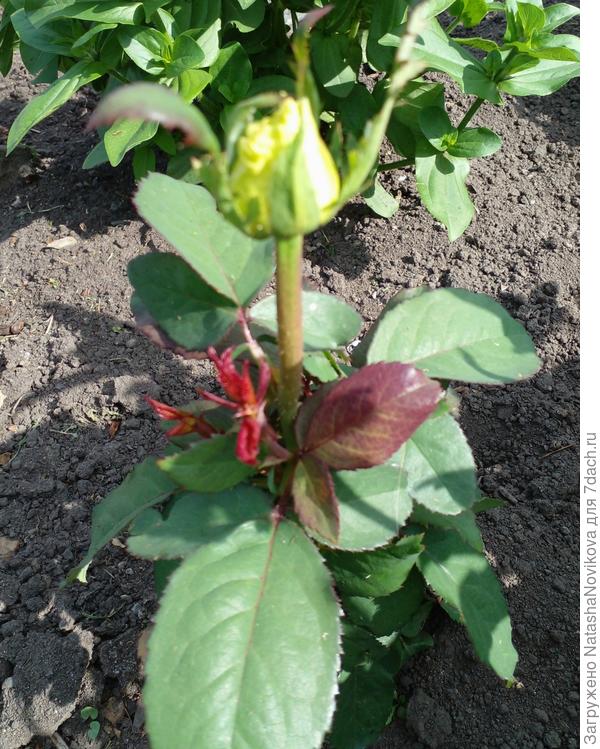 это то же пересорт, расцветёт - определим:) обрезала до земли, вроде тронулась в рост