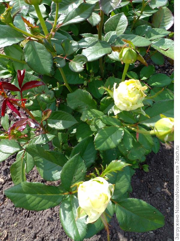 &quot;зелёный чай&quot;