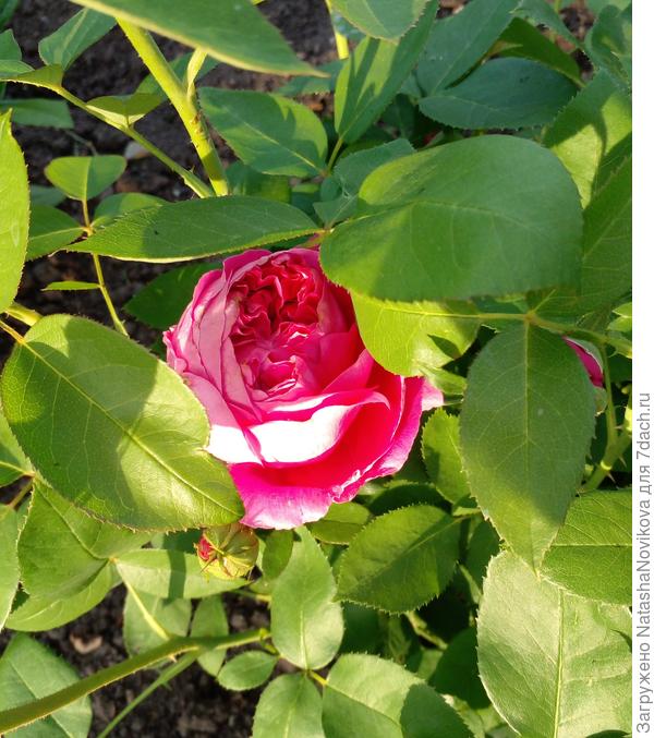 пересорт был в коробке, интернет говорит это роза &quot;максим&quot;