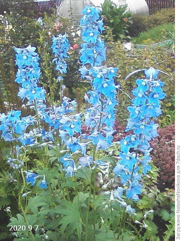 этот пропал сам