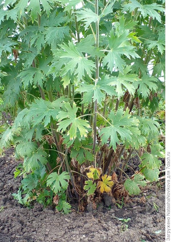 листья снизу жёлтые