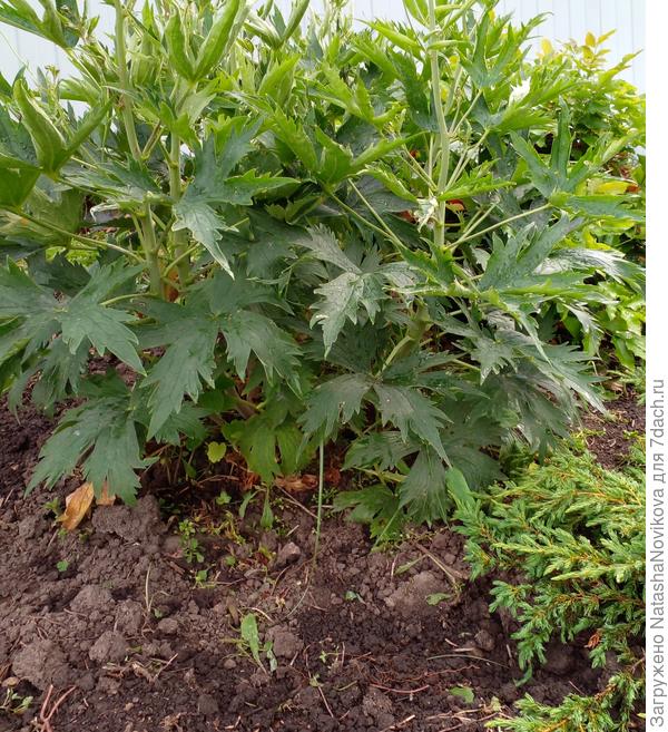 низ желтеет