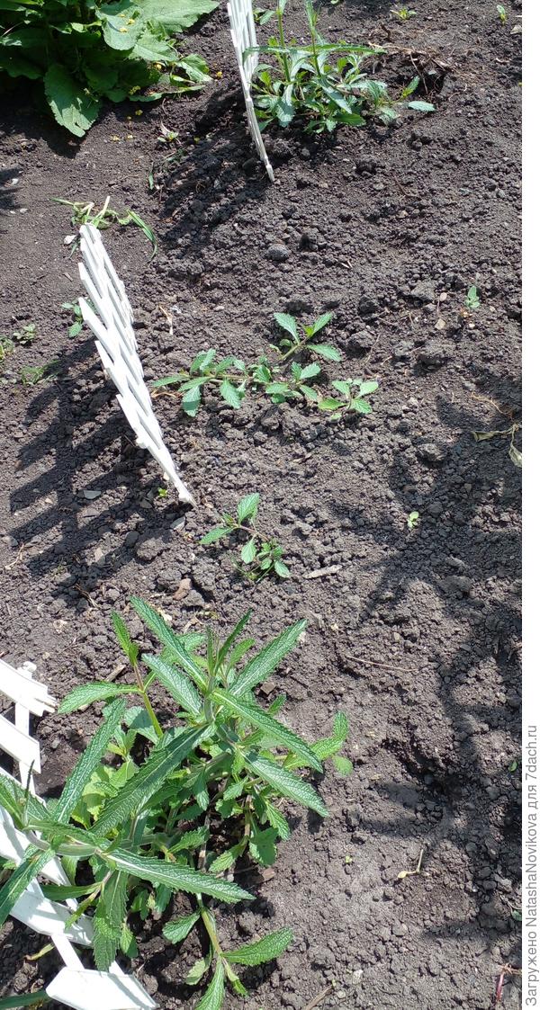 огородила что бы не вытоптать:)