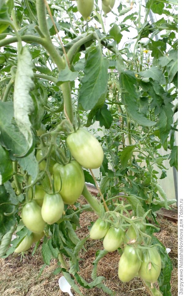 нижняя кисть сформирована, листья под кистью я обрезала