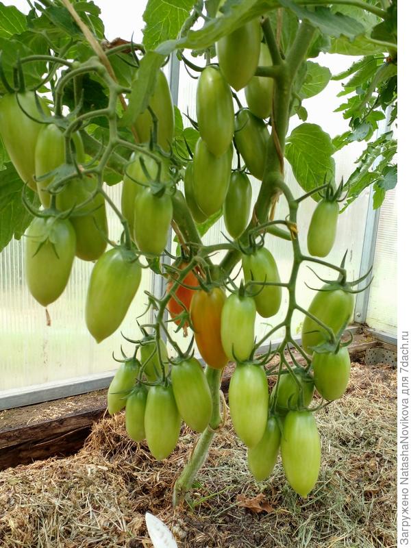 королевские сливки