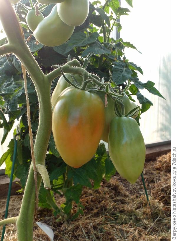 посев 26 марта, высадка в теплицу 16 мая, обгоняет ранних