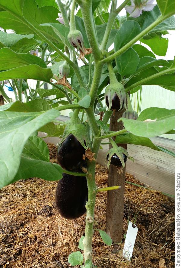 на микоризе