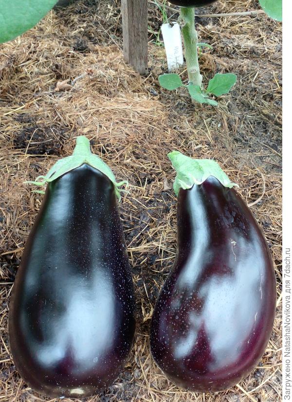 сегодняшние