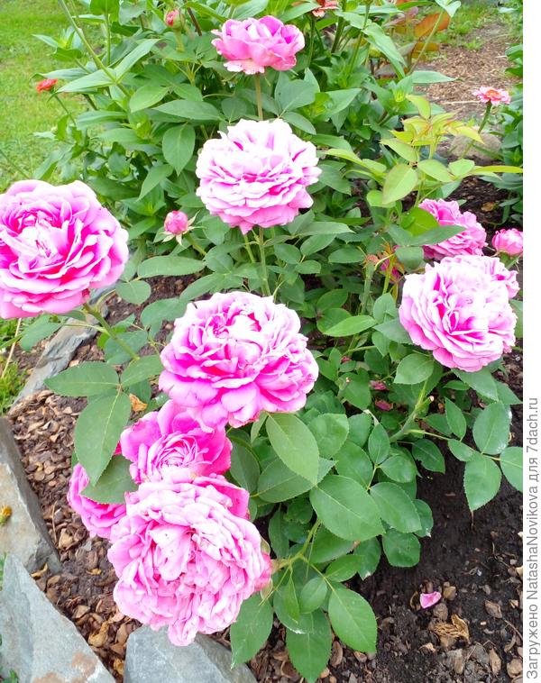 правда розочки теперь начнут цвести