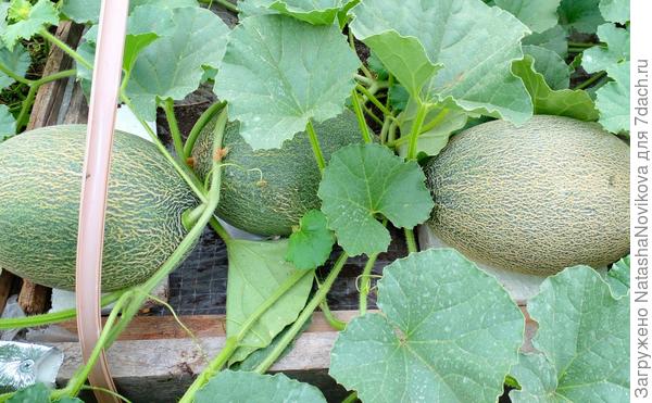 пока все такие