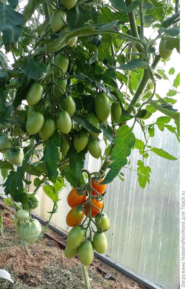 "пламя" бушует, растёт практически без пасынкования