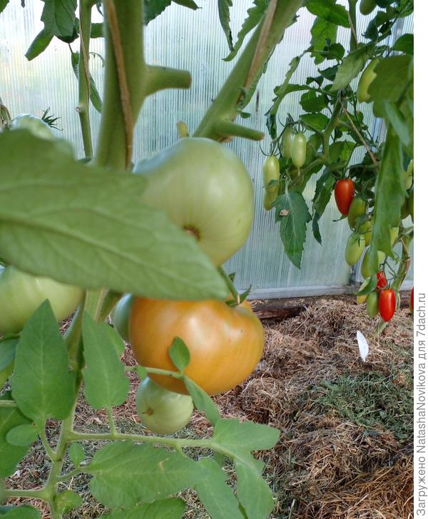 не знаю чего им не хватает чтобы спеть