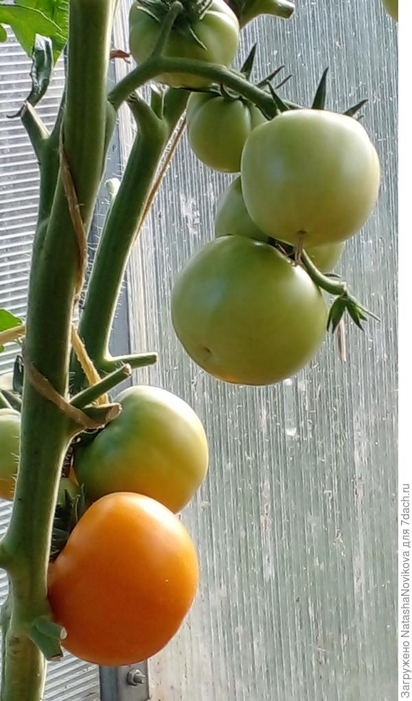 на пакетике было написано "хурма", но это совсем не она