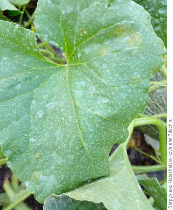 фото зараженного грибком листа