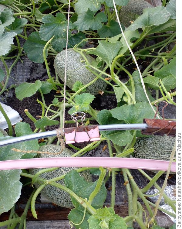 зараженные грибком листья обрываю и сжигаю, скоро бахча будет голая, без листьев.