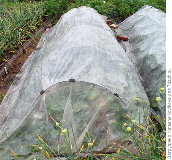 всего 27 дынек и вес хороший, пока около 2,5 кг