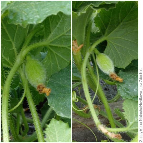 но&quot; саммит&quot; оказался плодовитым гибридом, хоть и заболел, но всё ещё вяжет плоды