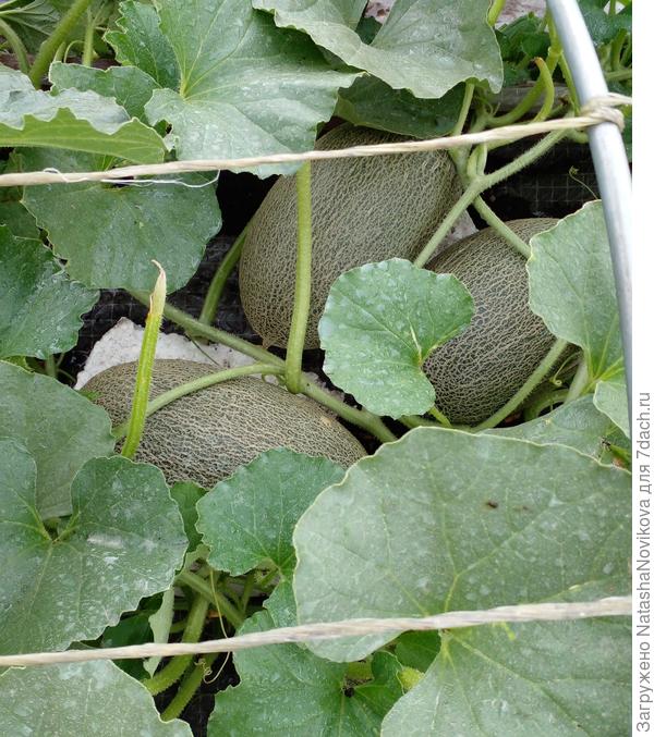 &quot;голпри&quot; почти как &quot;дакаро&quot;