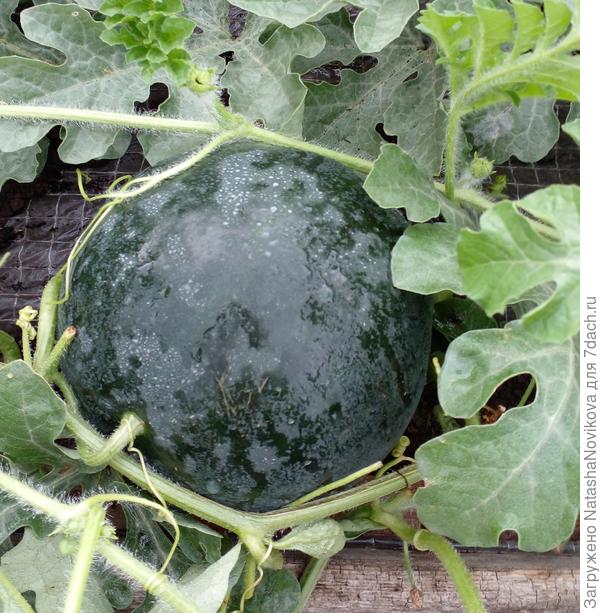 все порционные